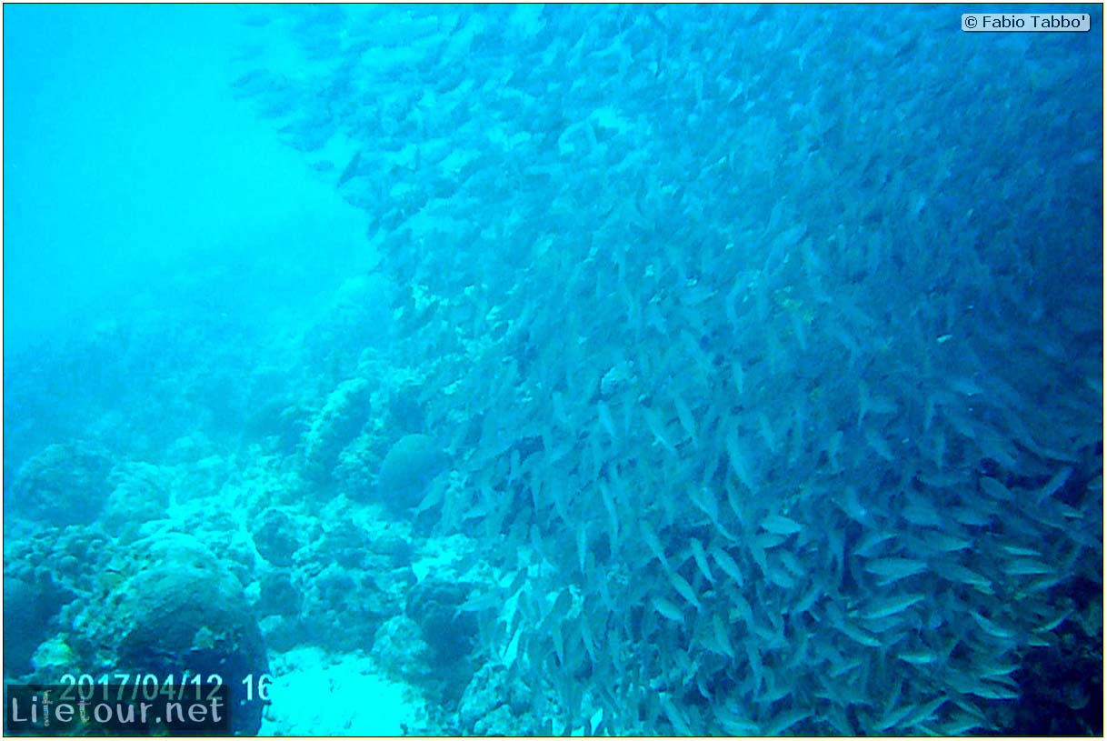 Moalboal-Sardines-run-Scuba-diving-with-millions-of-sardines-154