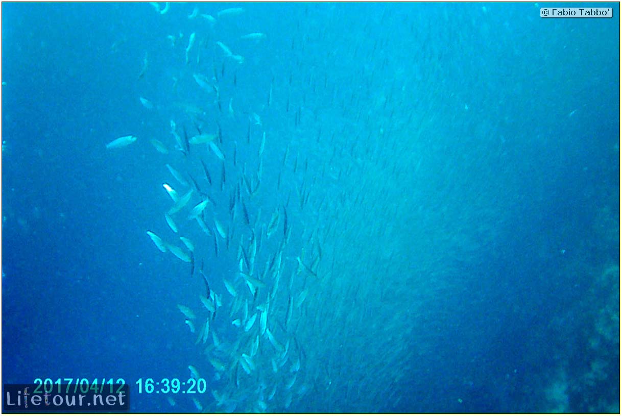 Moalboal-Sardines-run-Scuba-diving-with-millions-of-sardines-59