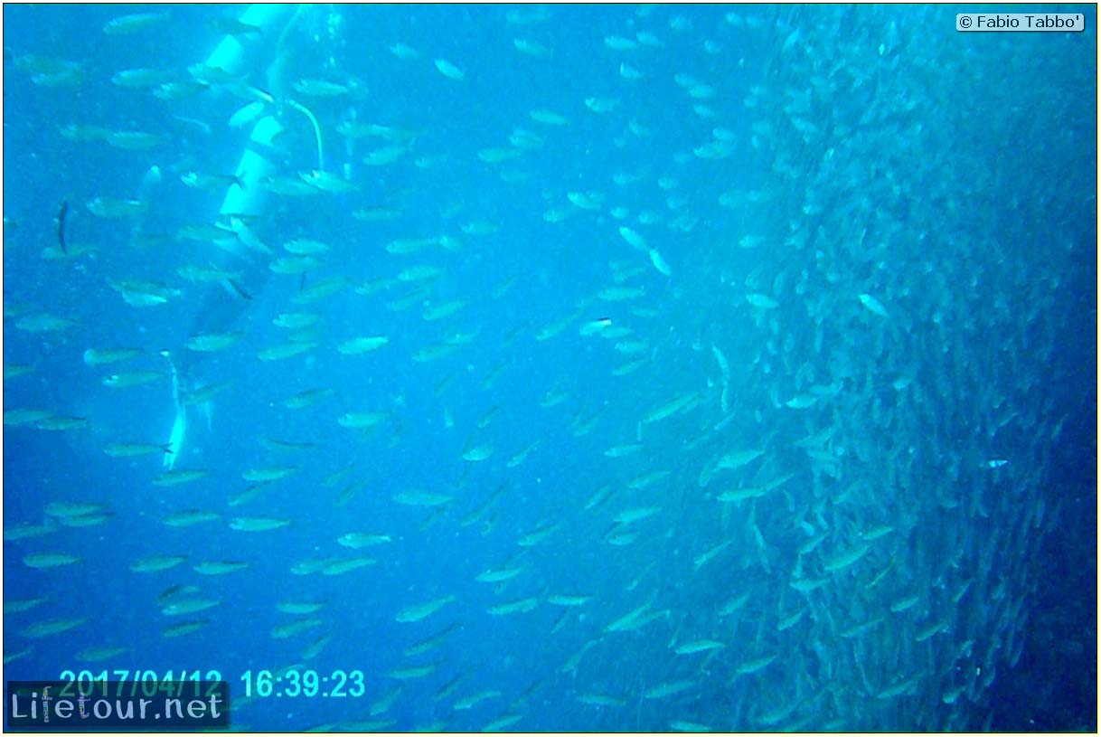 Moalboal-Sardines-run-Scuba-diving-with-millions-of-sardines-60