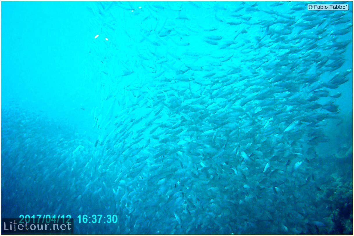 Moalboal-Sardines-run-Scuba-diving-with-millions-of-sardines-68