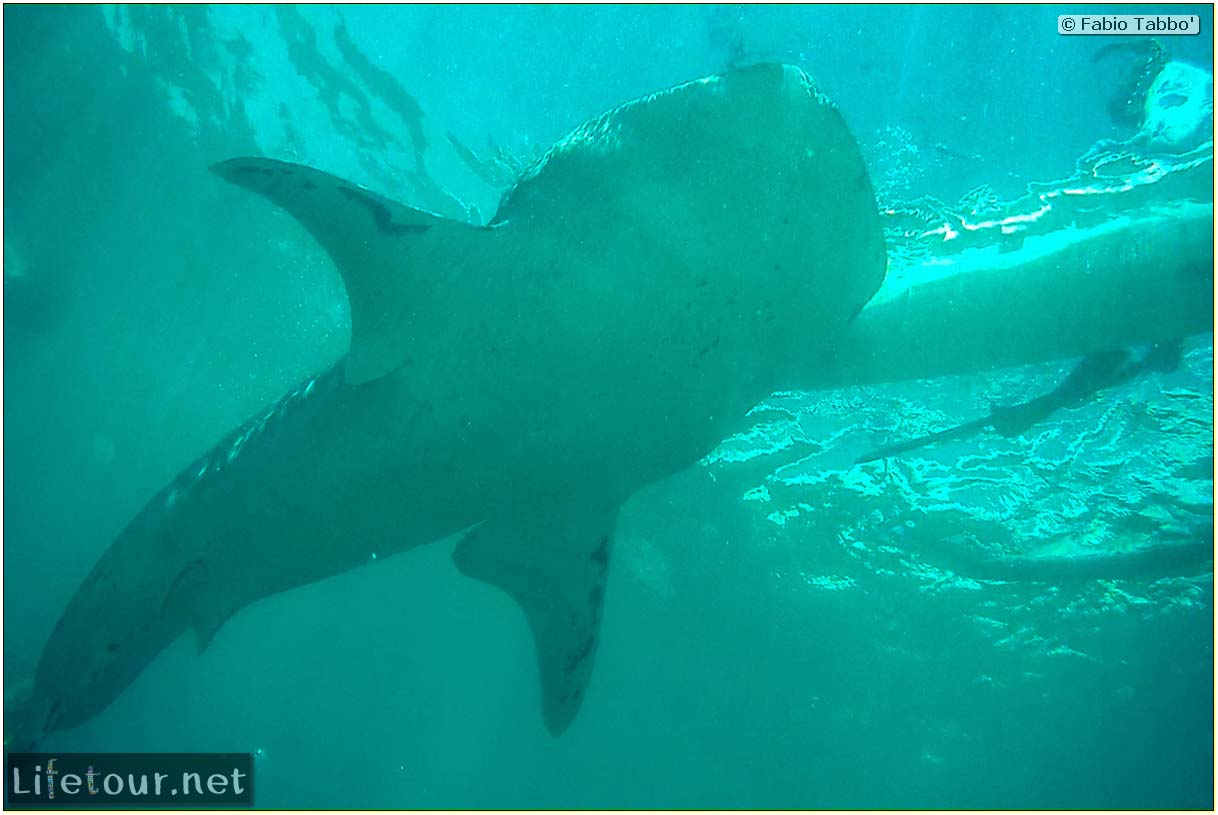 Oslob-Scuba-Diving-with-whale-sharks-Scuba-diving-with-whale-sharks-19
