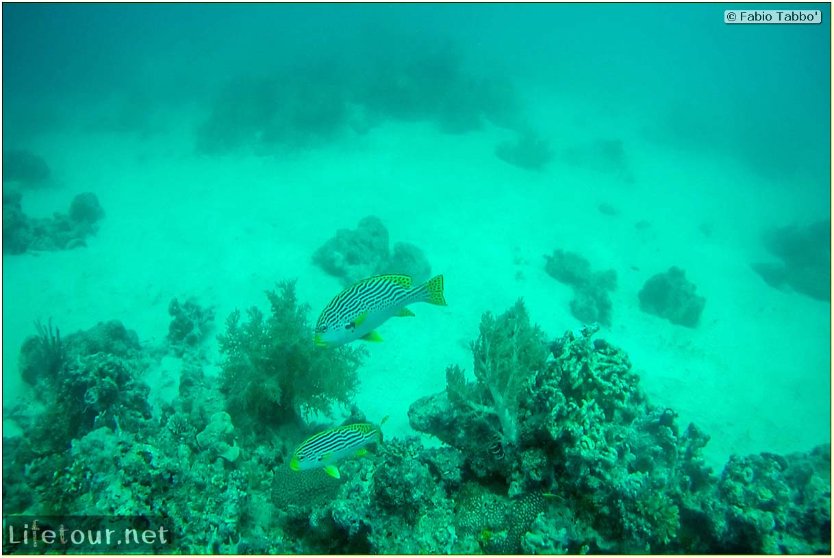 Oslob-Scuba-Diving-with-whale-sharks-Scuba-diving-with-whale-sharks-31