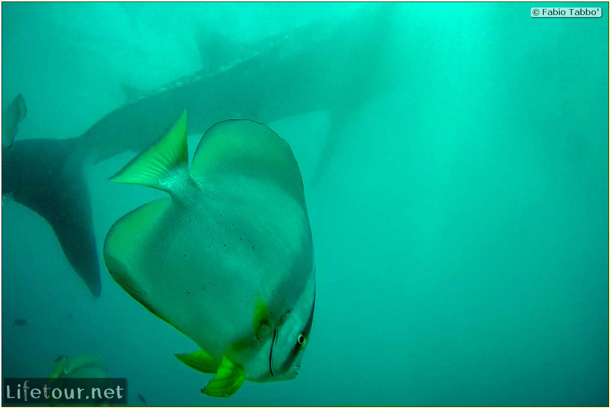 Oslob-Scuba-Diving-with-whale-sharks-Scuba-diving-with-whale-sharks-37