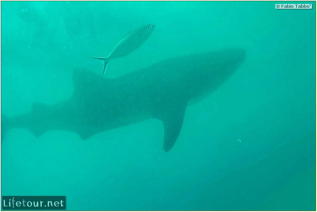 Oslob-Scuba-Diving-with-whale-sharks-Scuba-diving-with-whale-sharks-45