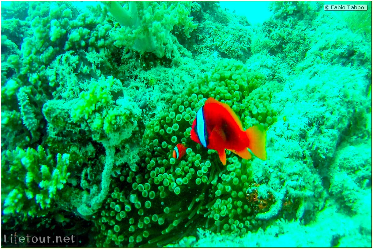 Oslob-Scuba-Diving-with-whale-sharks-Scuba-diving-with-whale-sharks-48