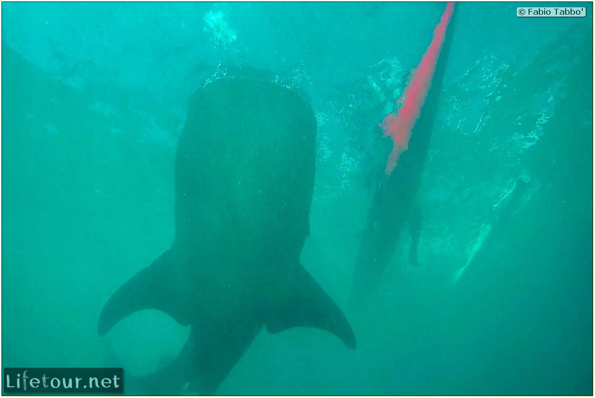 Oslob-Scuba-Diving-with-whale-sharks-Scuba-diving-with-whale-sharks-54