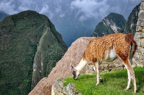 Peru-Machu-Picchu-The-Lamas-of-Machu-Picchu-12418 COVER