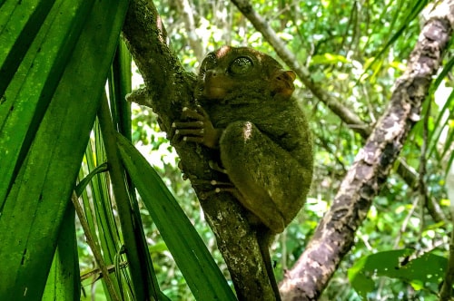 Philippines-Bohol-Island-Tarsier-Conservation-Center-17529 COVER