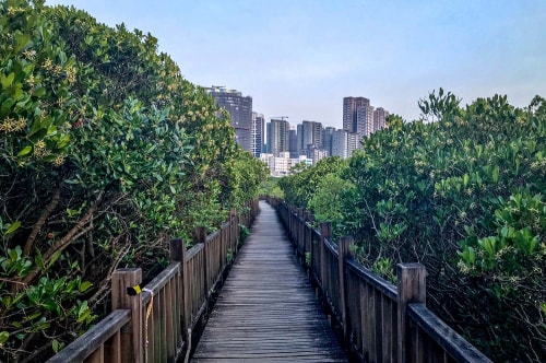 Taiwan 2018 July-October-New Taipei City-Hongshulin Mangrove Ecowalk-52 COVER